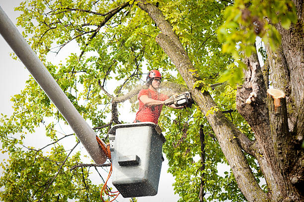 Best Tree Preservation Services  in Brentwood, NY